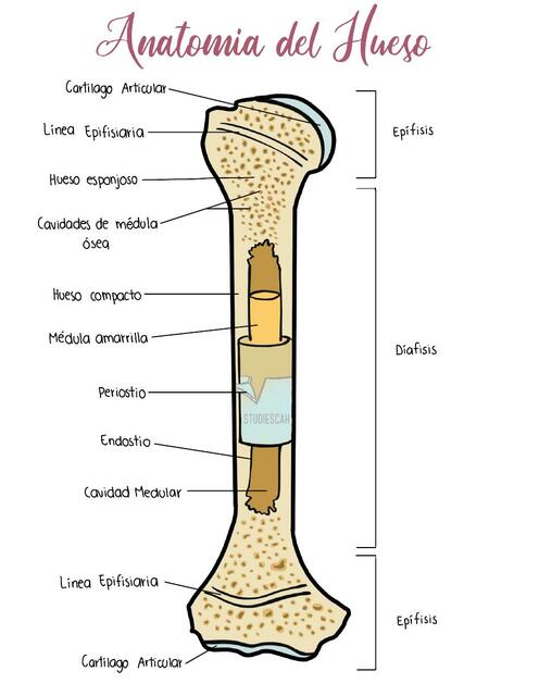 Anatomía del Hueso