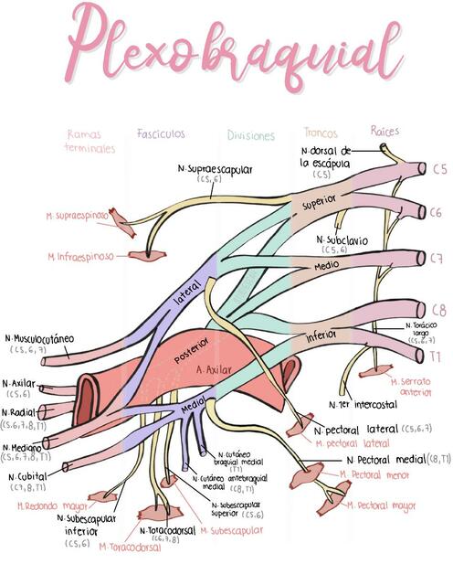 Plexo Braquial