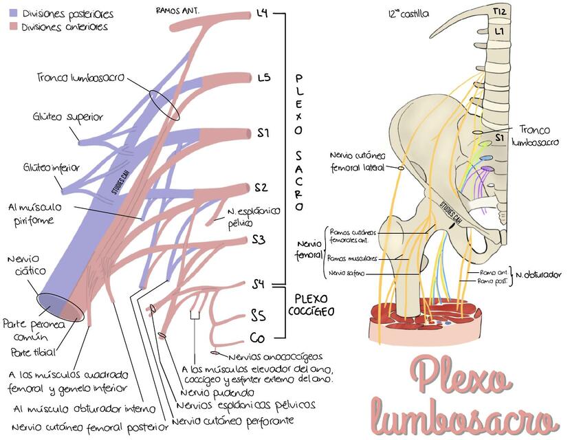 Plexo Lumbosacro 