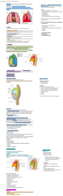 Anatomía del Mediastino 