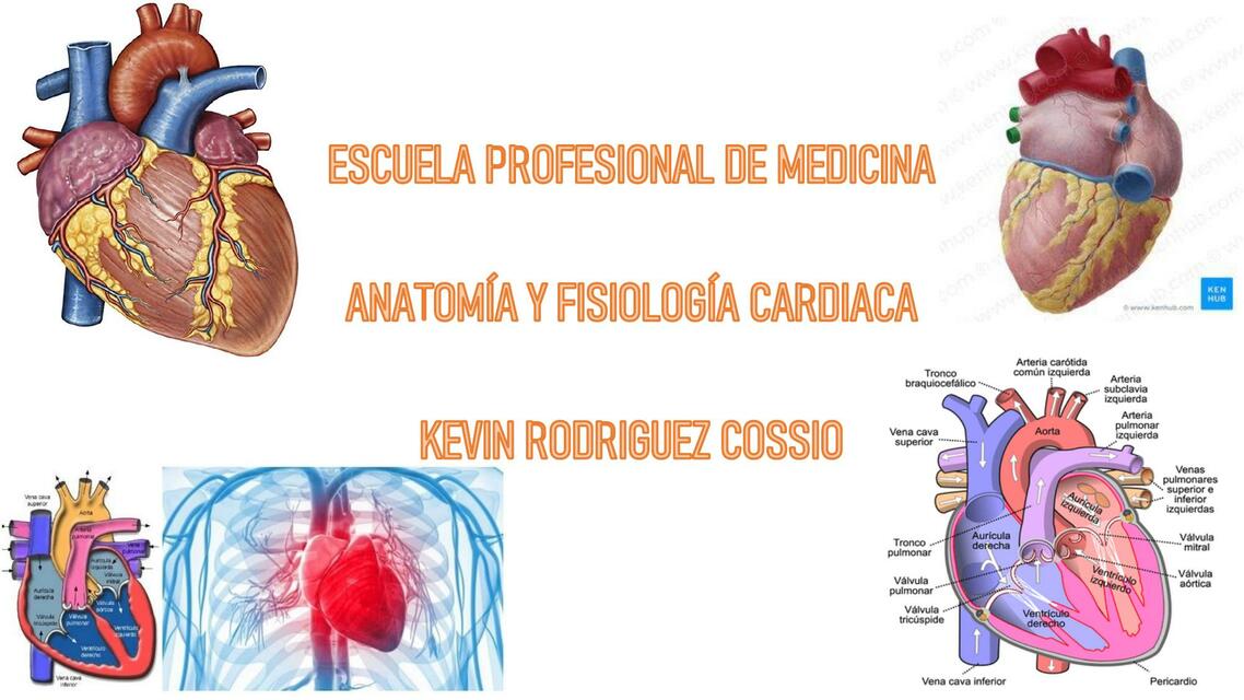 Anatomía y Fisiología Cardiaca 