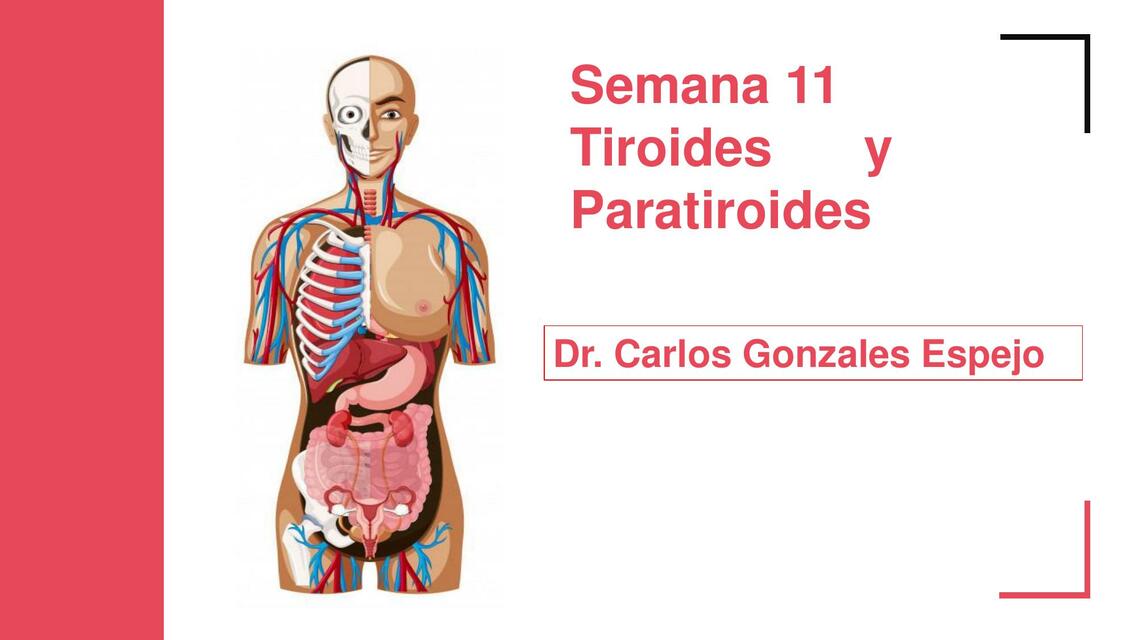 Anatomía de la Tiroides y Paratiroides 