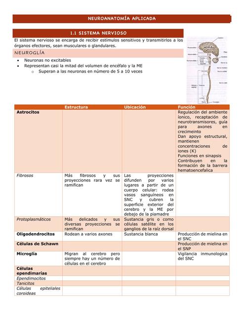 Generalidades del Sistema Nervioso