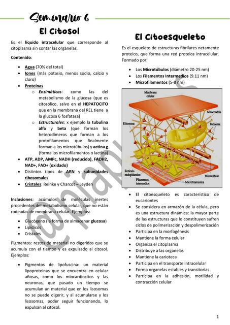 Biología Celular Sem 6 CAT 3 UBA