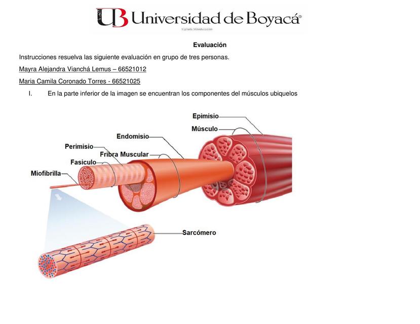 Evaluación de Anatomía Muscular 