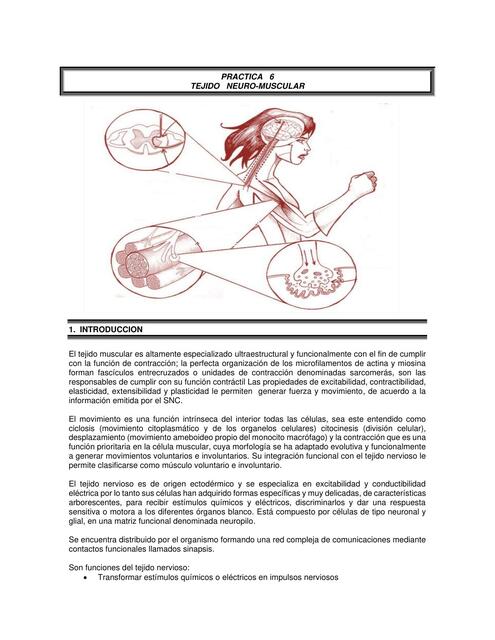 Tejido neuromuscular