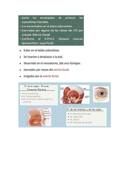 Músculos de la Mímica 