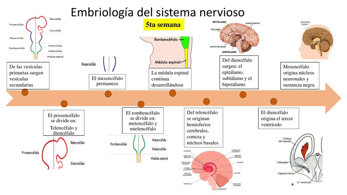 Resúmenes de Vesículas primarias Descarga apuntes de Vesículas primarias