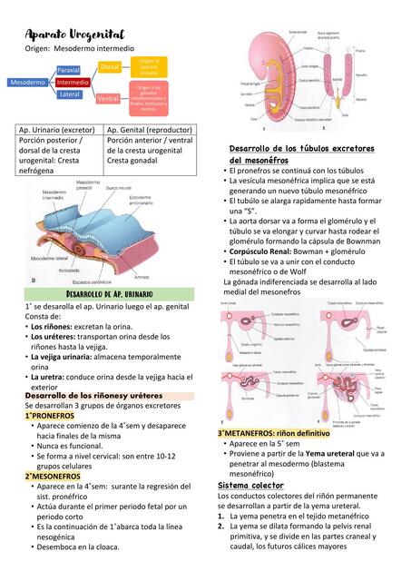 Aparato Urogenital 