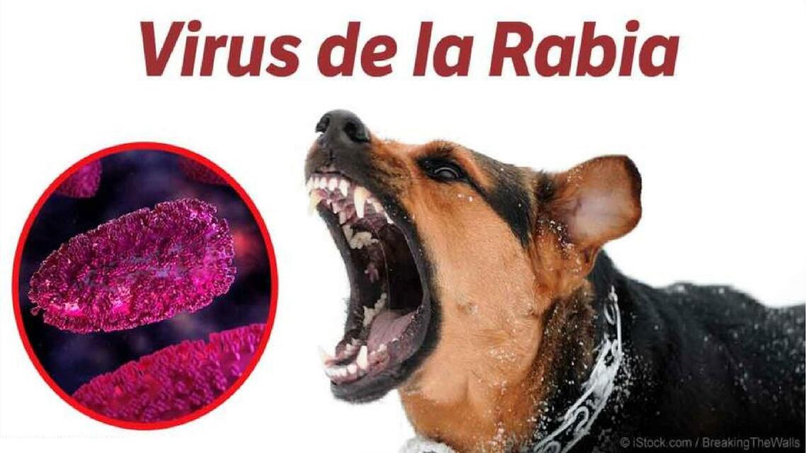 Virus de la Rabia