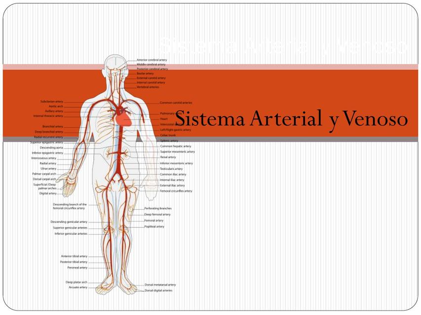 Aparato Cardiocirculatorio y revisión de la vascularización del Miembro Superior cabeza y cuello  