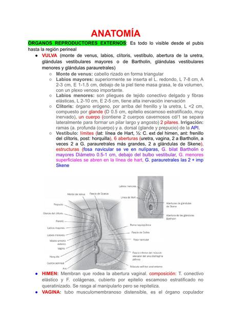 Anatomía del Sistema Reproductor Femenino 