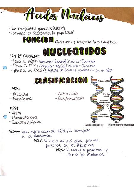 Ácidos Nucleicos 