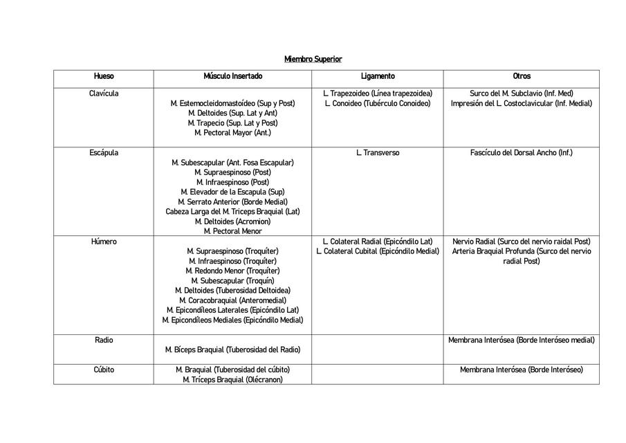 Tabla Anatomía del Miembro Superior