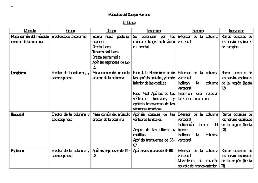 Músculos del cuerpo humano