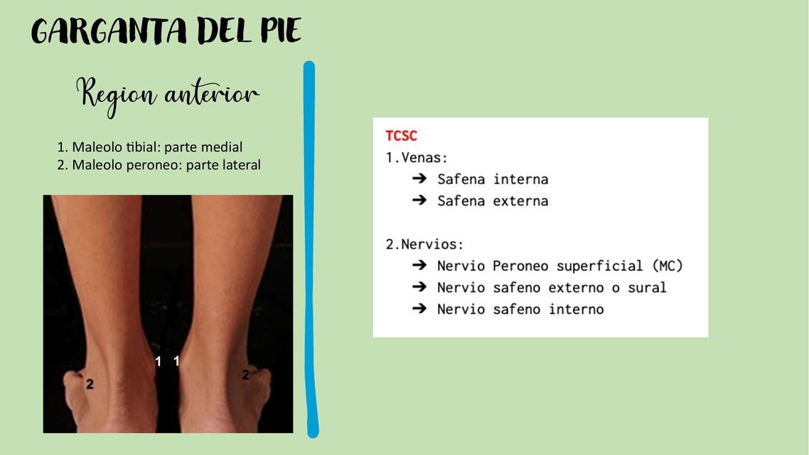 Garganta del Pie Mariana Zarelly Vargas Cárdenas uDocz