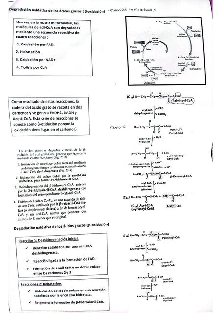 Degradación oxidativa de los ácidos grasos beta oxidación 