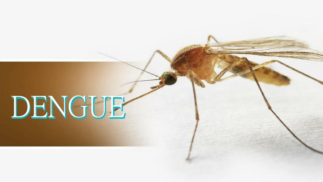 Dengue