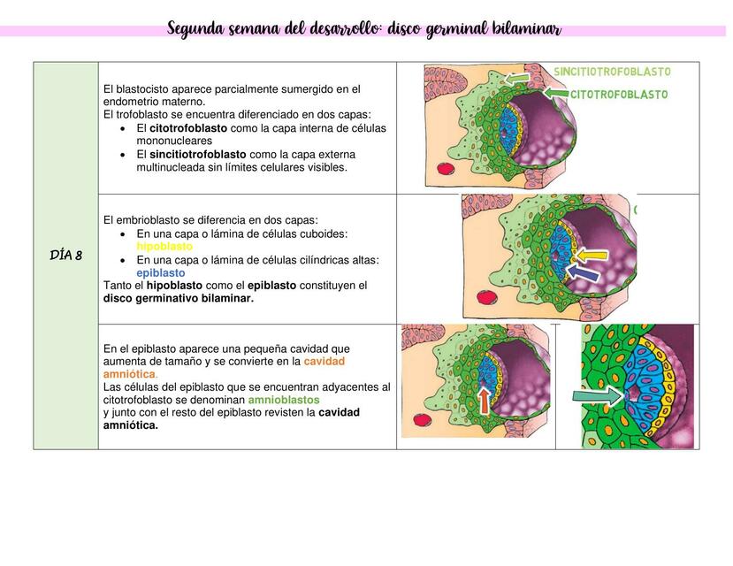 Segunda Semana del Desarrollo: Disco Germinal Bilaminar 