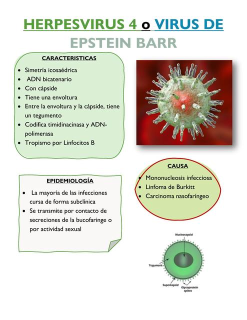 Flashcards de Herpes virus 4 o virus de Epstein Barr | Por Ale ...