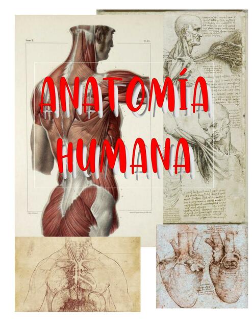 Anatomía humana