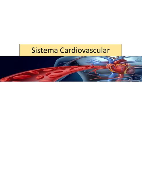 Sistema cardiovascular