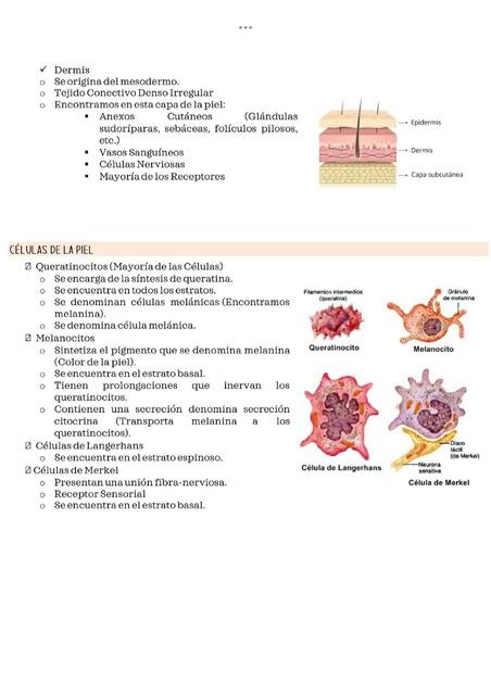 Células de la piel