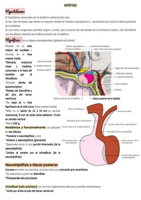 Hipófisis