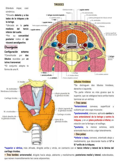 Tiroides