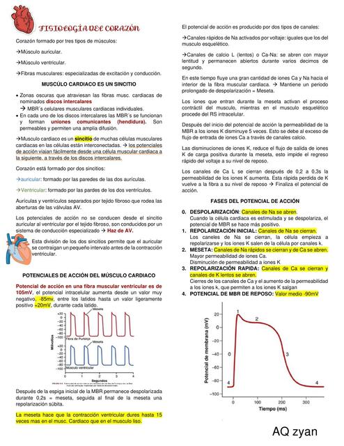 Fisiología del Corazón