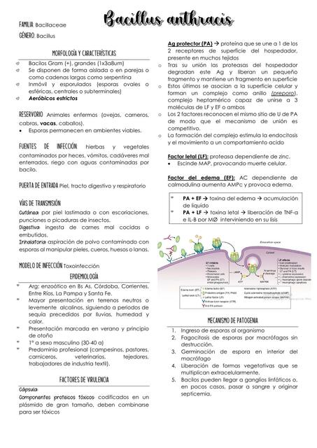 Bacillus Anthracis 