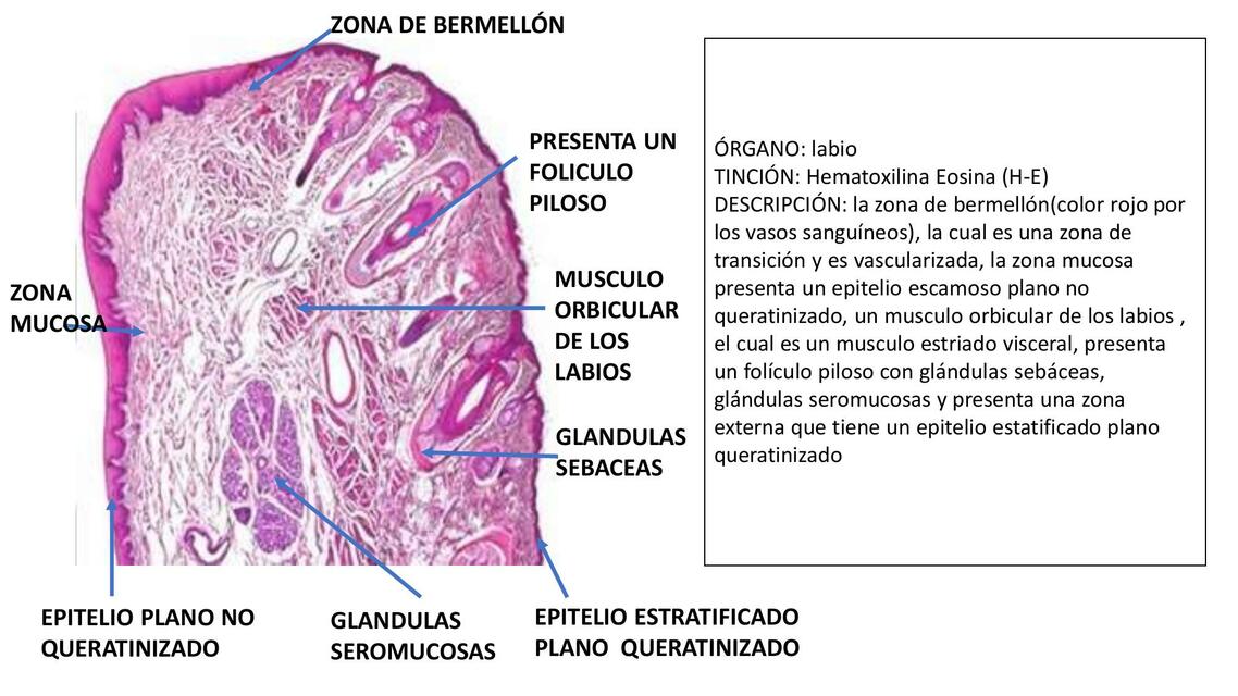 Histología