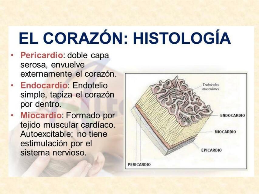 Sistema Cardiovascular