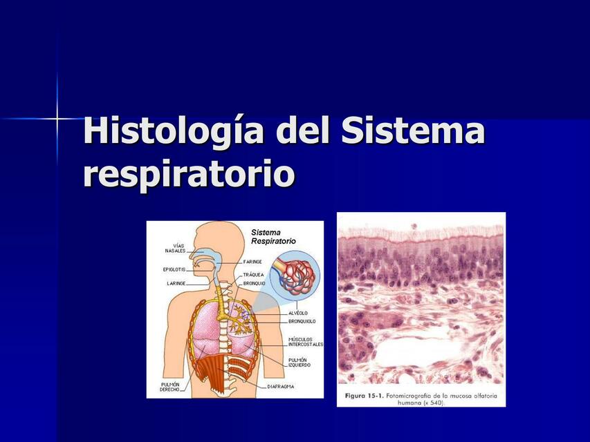 Histología del Sistema Respiratorio