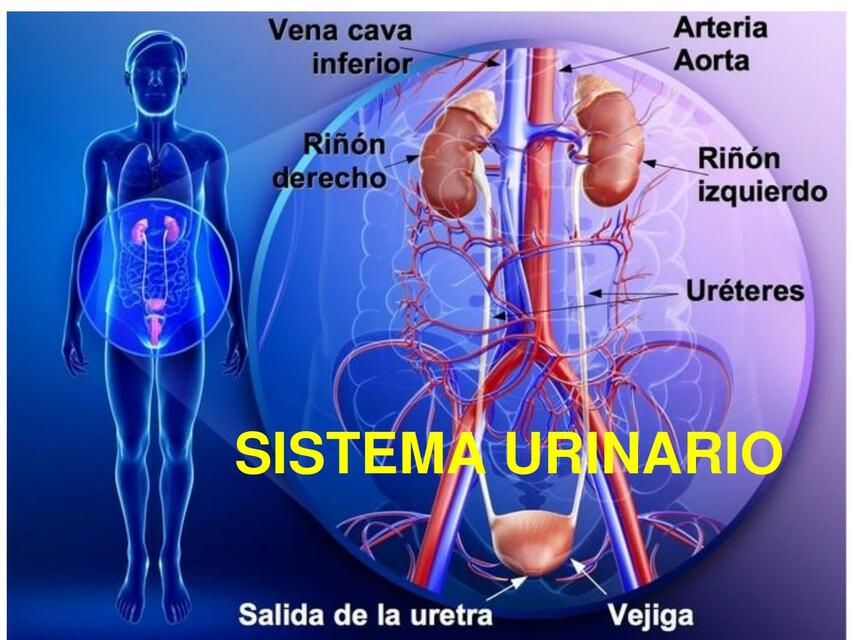 Sistema Urinario