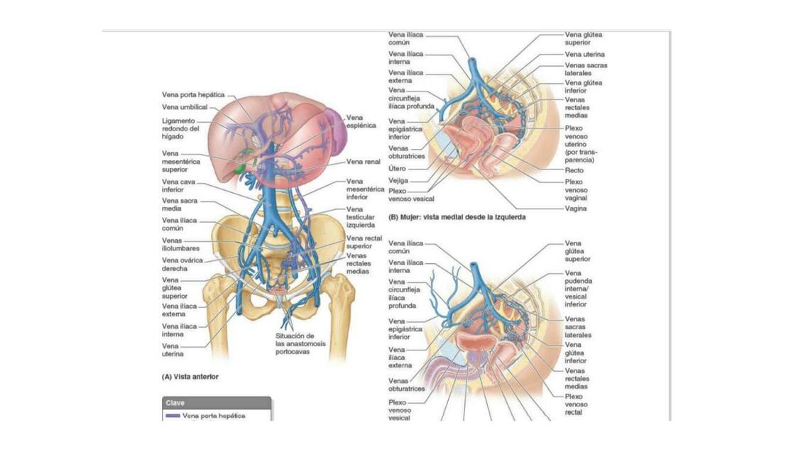 Anatomía