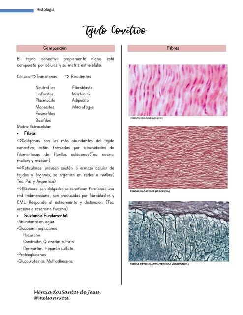 Tejido Conectivo