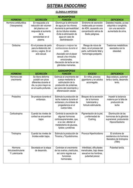 Sistema endocrino