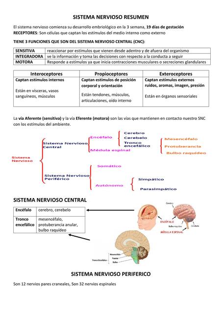 Sistema Nervioso 