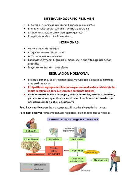 Sistema Endocrino 