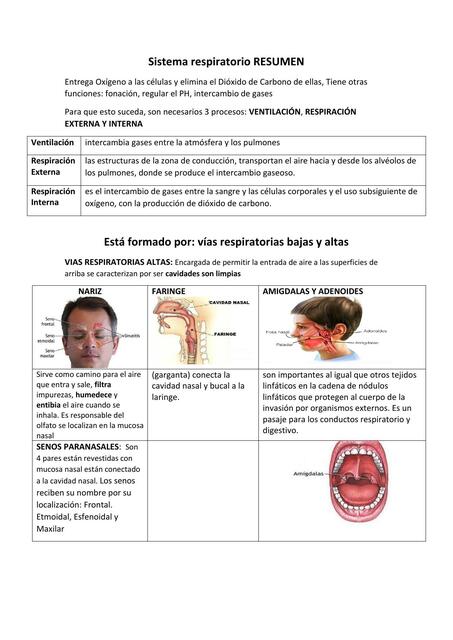 Sistema Respiratorio