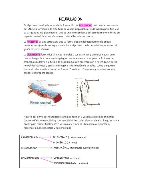 Neurulación 