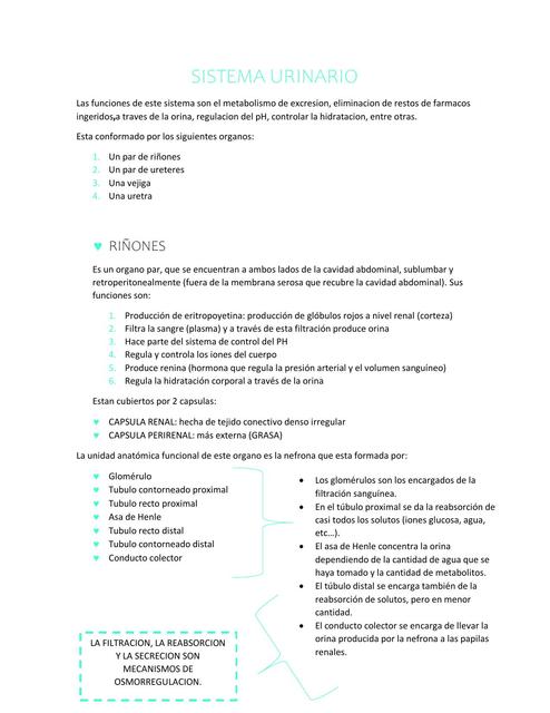 Sistema Urinario Equino y Bovino 