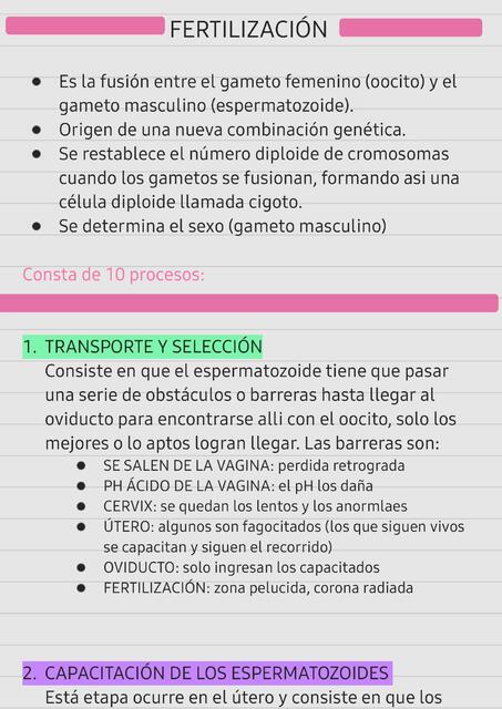 Pasos de la fertilización