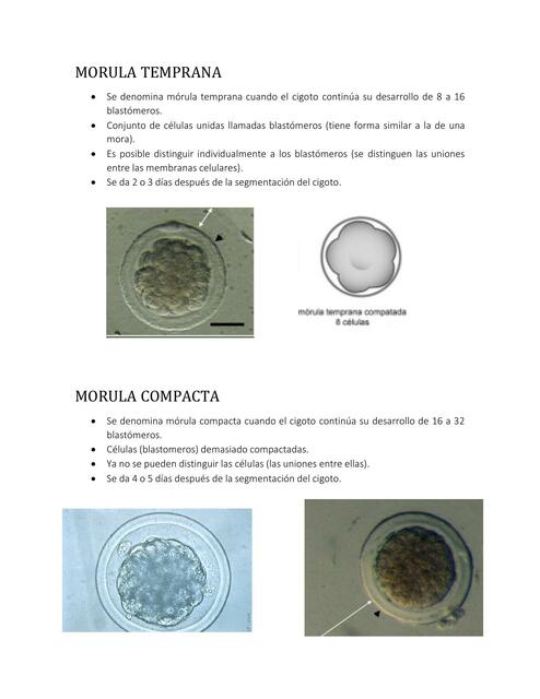 Primeras Semanas de Gestación 