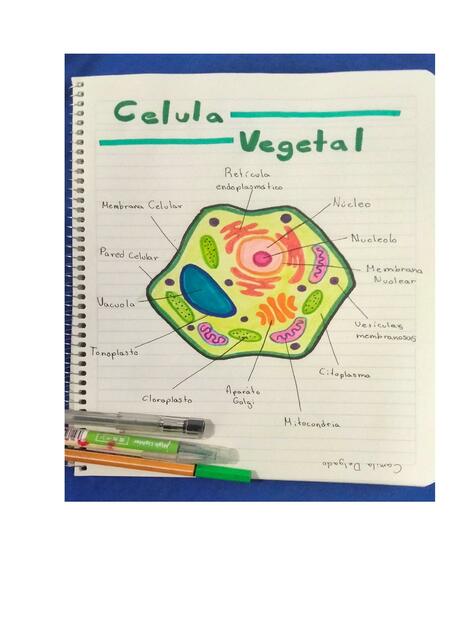 Célula Vegetal 