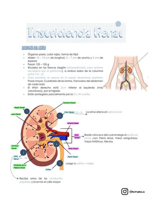 Insuficiencia Renal Aguda