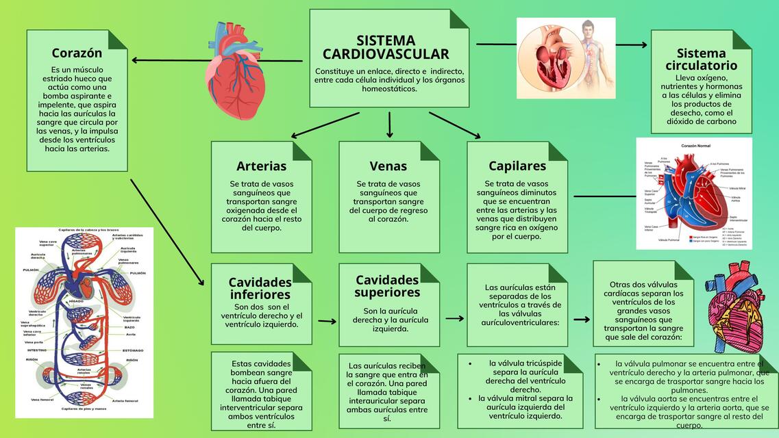 Sistema Cardiovascular 