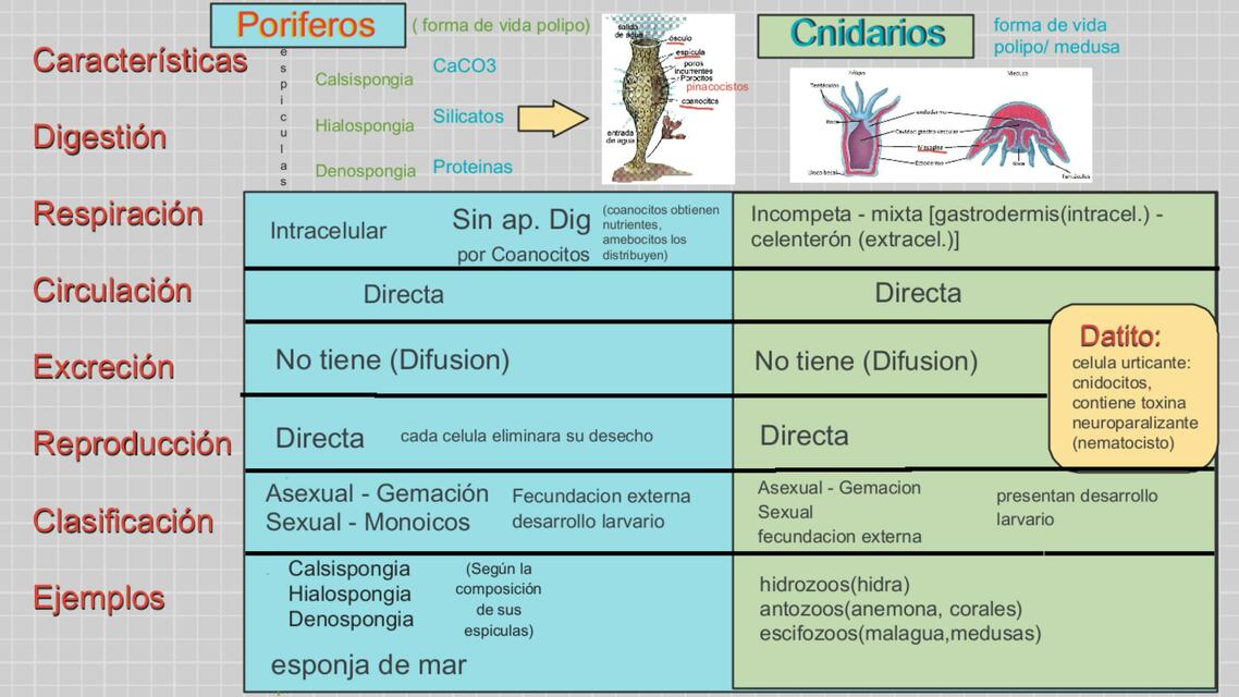 Resumen de Taxonomía 