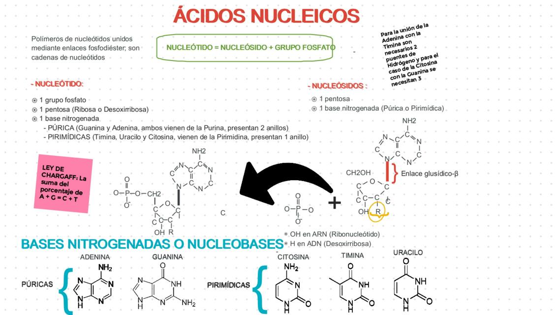 Ácidos Nucleicos 